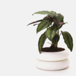 Claap Visit at the St. Mary Orphanage – Bonaberi